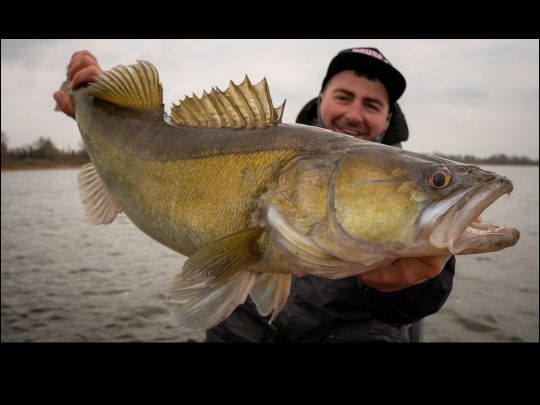 Zander