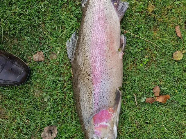 Regenbogenforelle