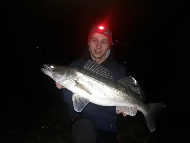 Zander