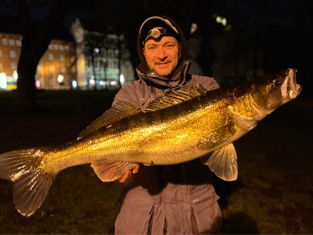 Zander