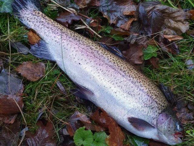Regenbogenforelle