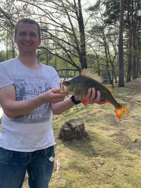 Flussbarsch
