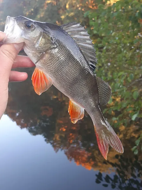 Flussbarsch