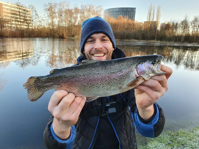 Regenbogenforelle