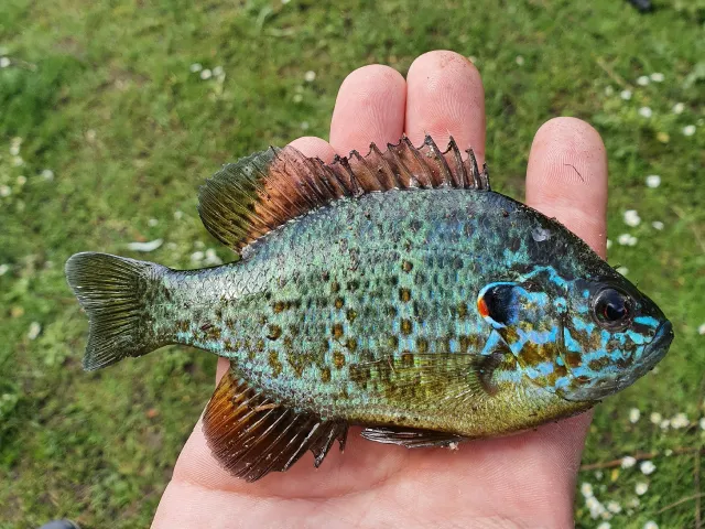 Sonnenbarsch