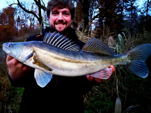 Zander