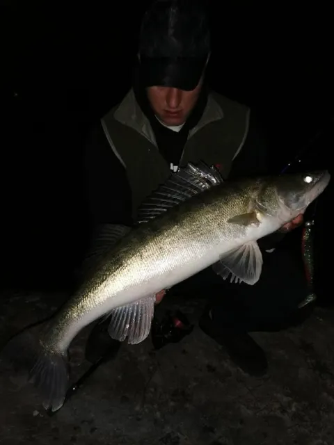 Zander