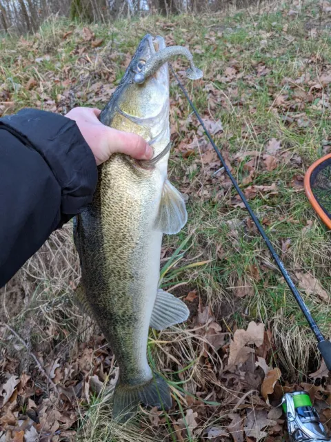 Zander