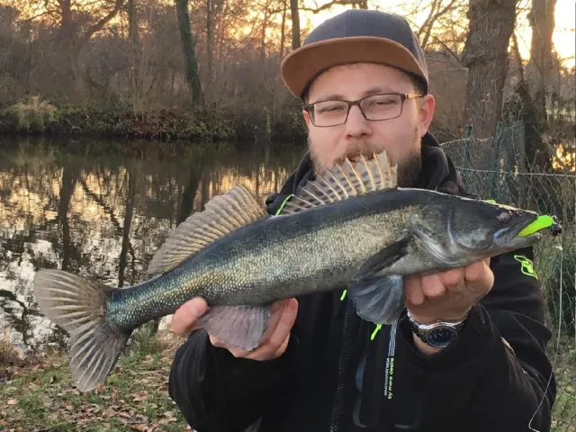 Zander