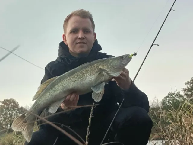 Zander