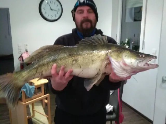 Zander