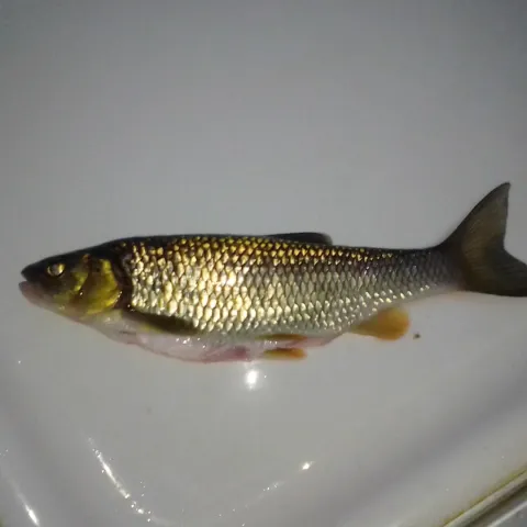 Döbel