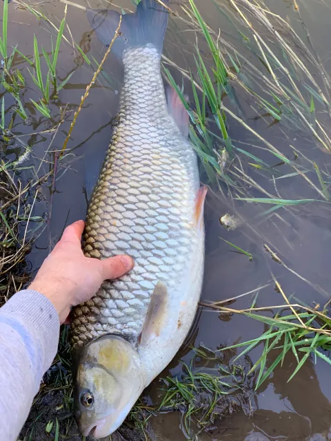 Döbel