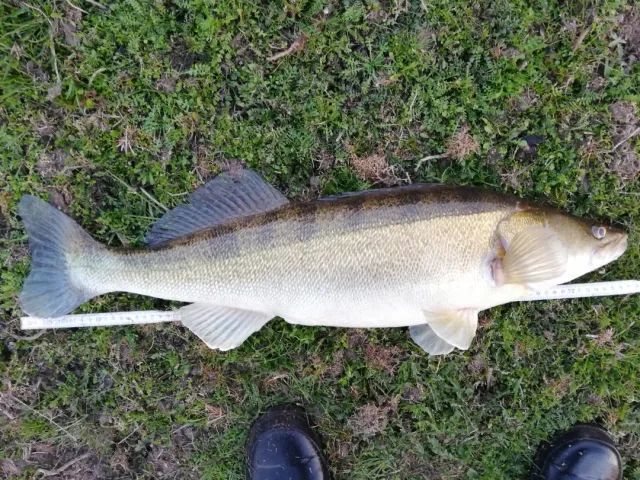 Zander
