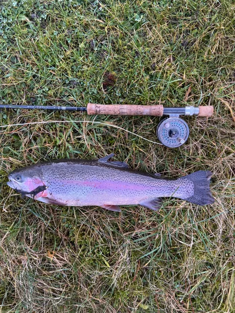 Regenbogenforelle