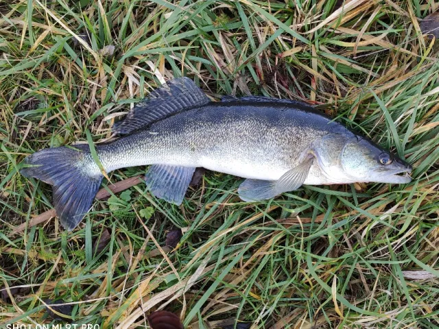 Zander