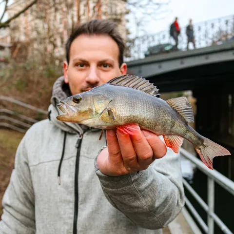 Flussbarsch
