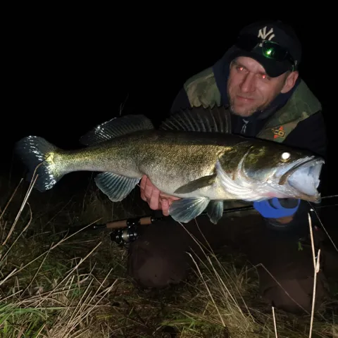 Zander