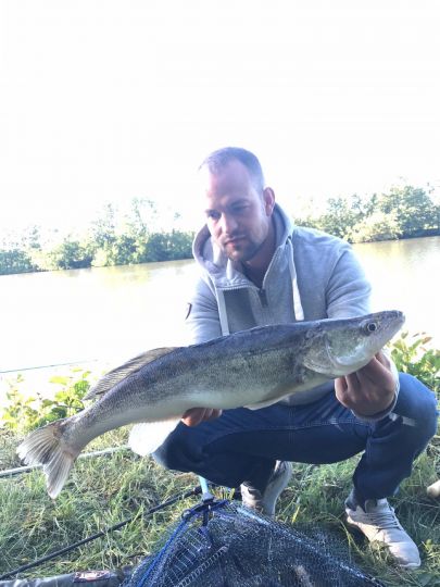 Zander