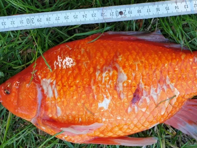 Goldfisch
