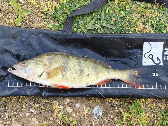 Flussbarsch