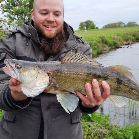 Zander