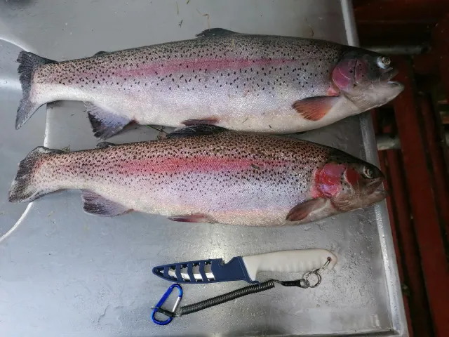 Regenbogenforelle