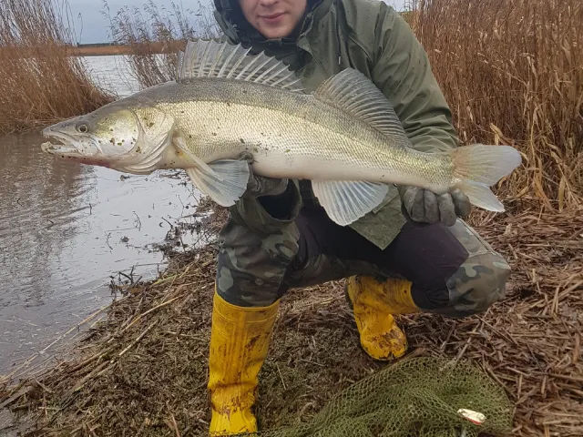Zander