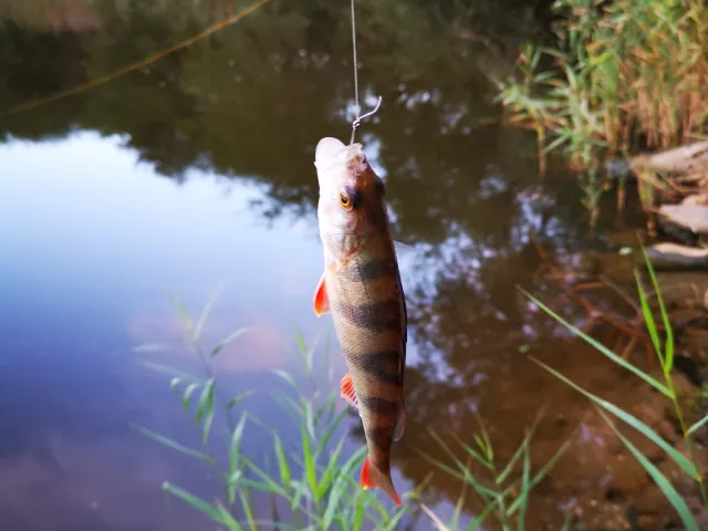 Flussbarsch