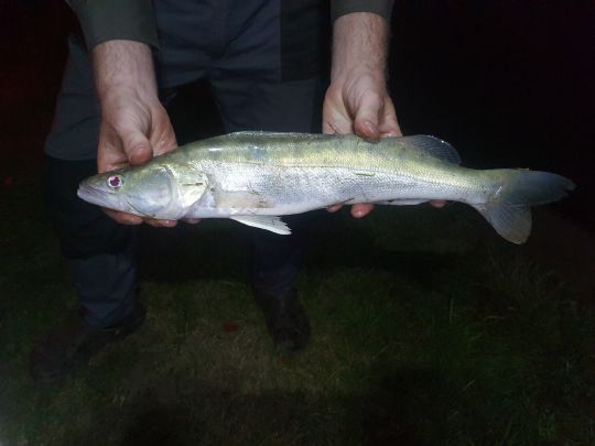 Zander