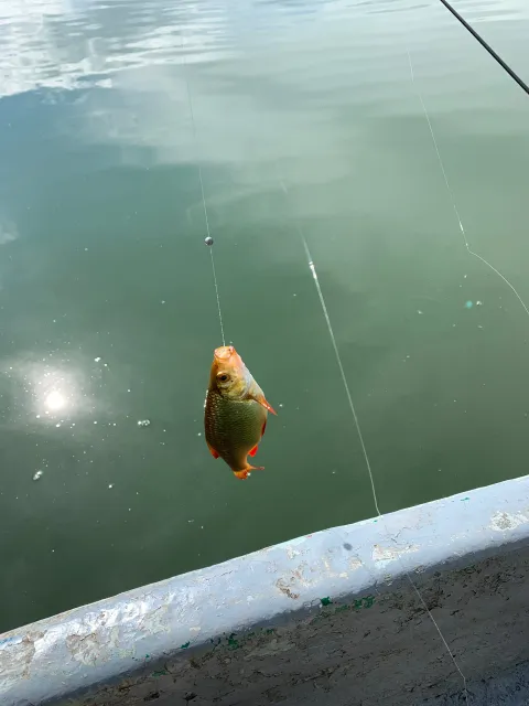 Rotfeder