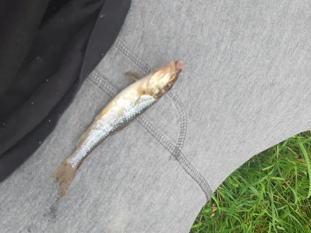 Gründling