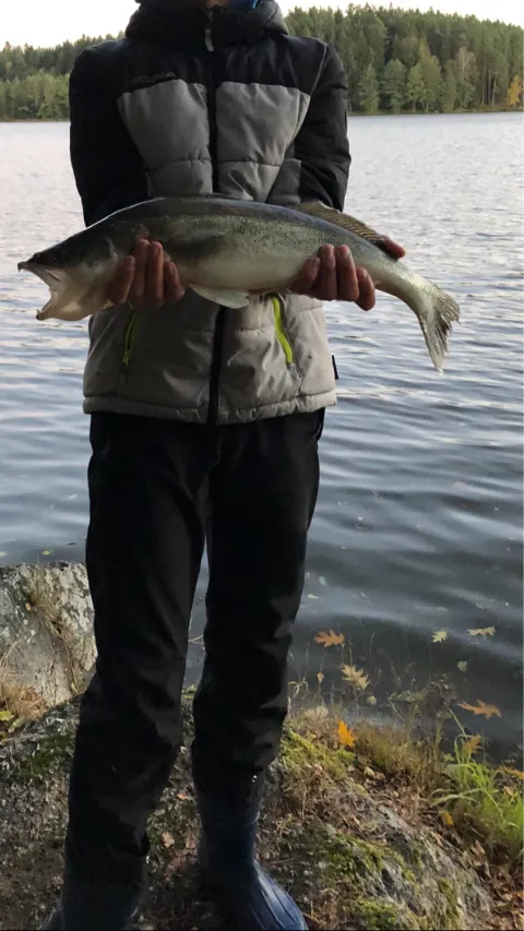 Zander