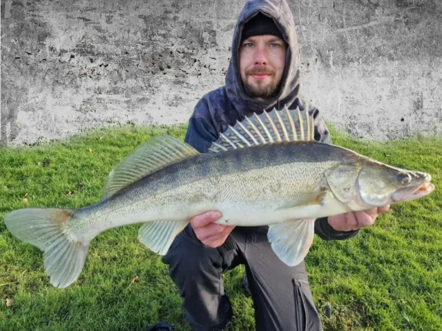 Zander