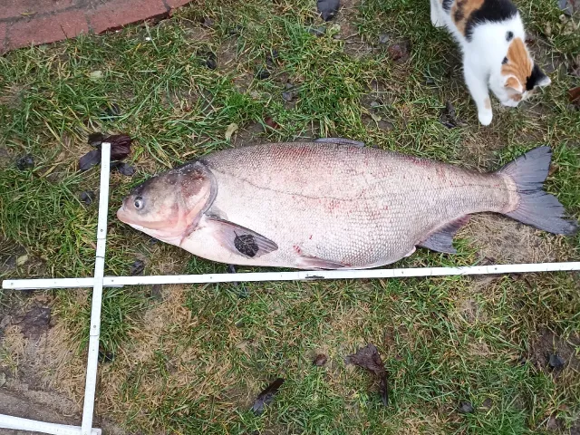 Silberkarpfen