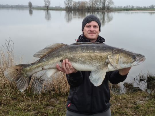Zander
