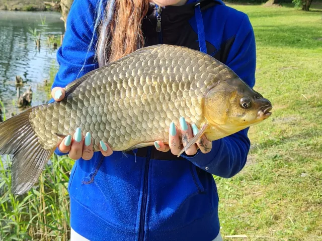 Giebel