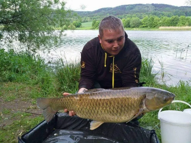 Graskarpfen