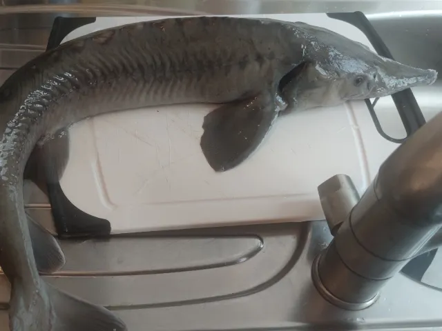 Stör