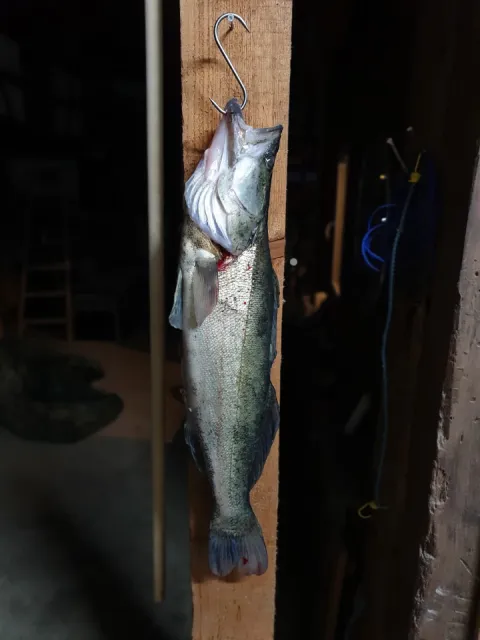 Zander