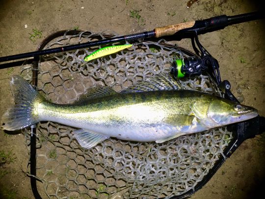 Zander