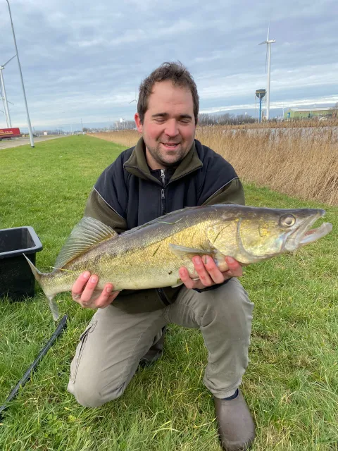 Zander
