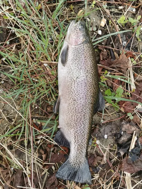 Regenbogenforelle