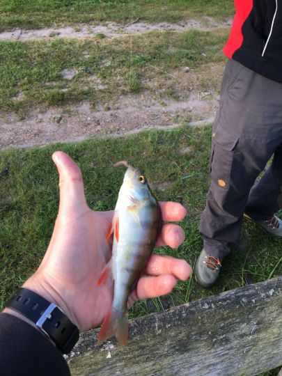 Flussbarsch
