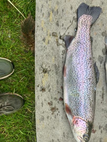 Regenbogenforelle