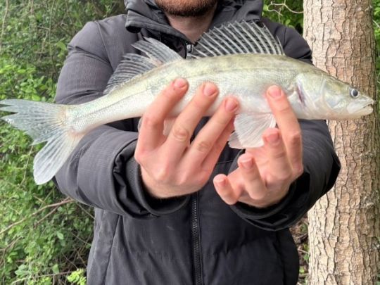 Zander