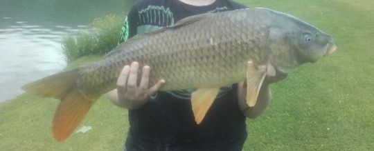 Karpfen