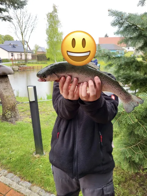 Bachforelle