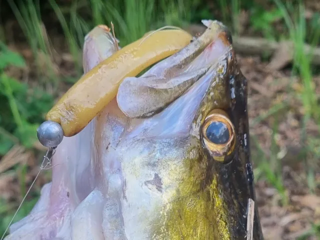 Zander