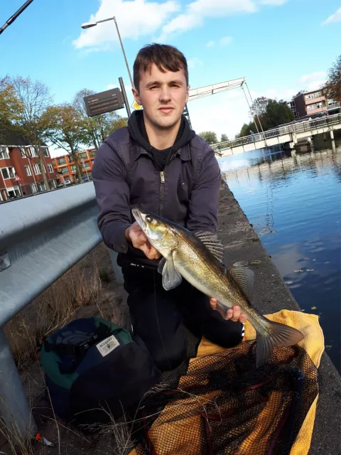Zander